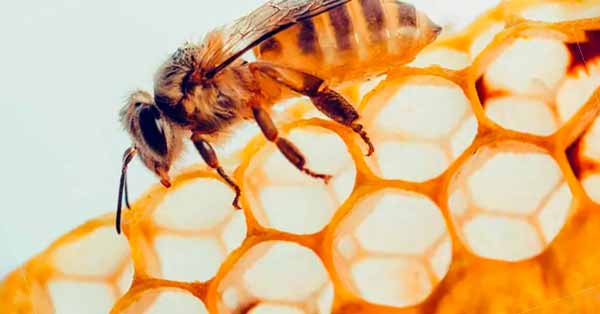 Apitherapy
