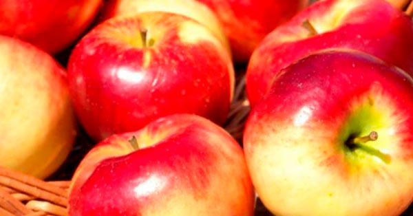 Benefits Of Apples
