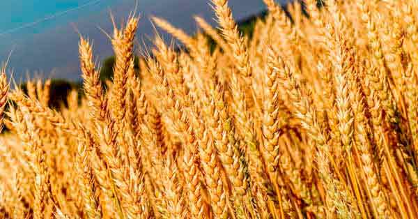 Benefits of Wheat and Harm to the Body