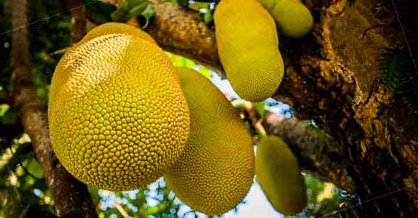 Buah Sukun