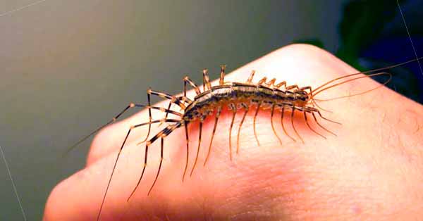 Centipede bite symptoms, pain, what to do