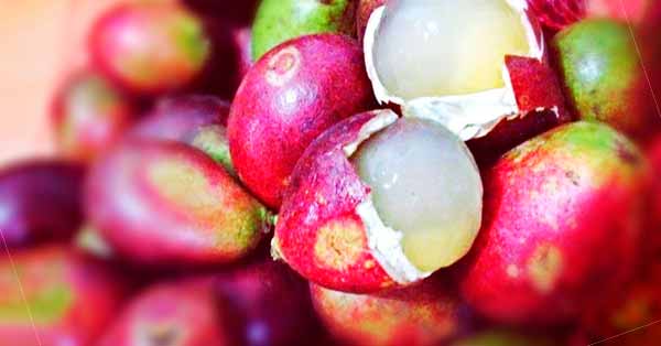 Buah Matoa