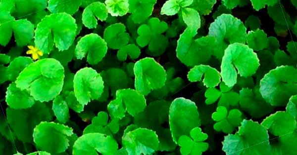 Daun Pegagan