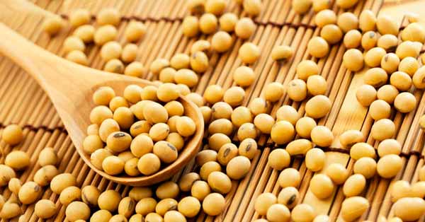 Health Benefit and Risk of Soybeans