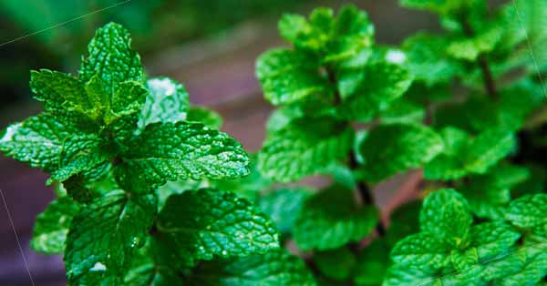 Daun Mint