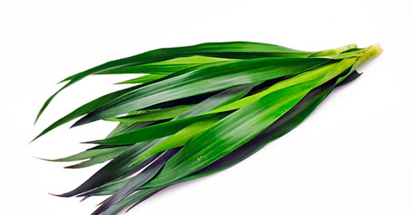 Daun Suji