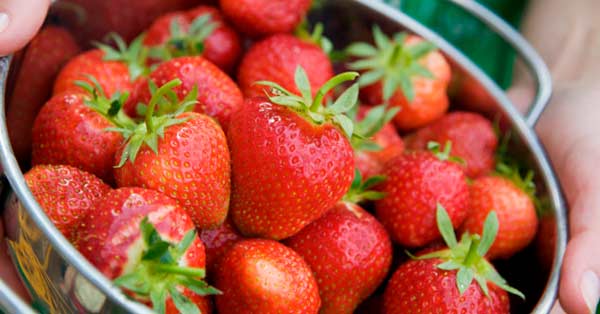 The Benefits of Strawberries in Your Diet