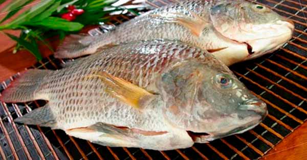 Tilapia Fish Benefits and Dangers