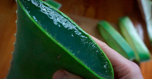 Various Benefits of Aloe Vera for the Face 