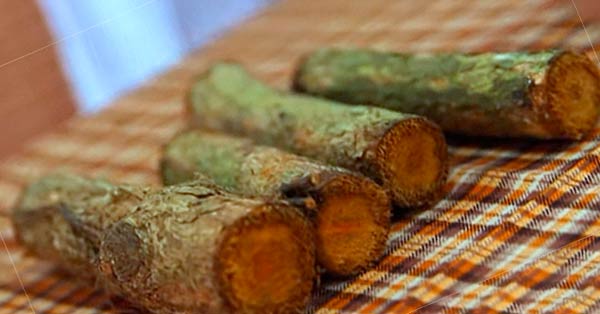 Kayu Bajakah