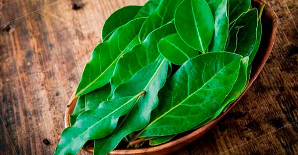 The Benefit of Bay Leaves