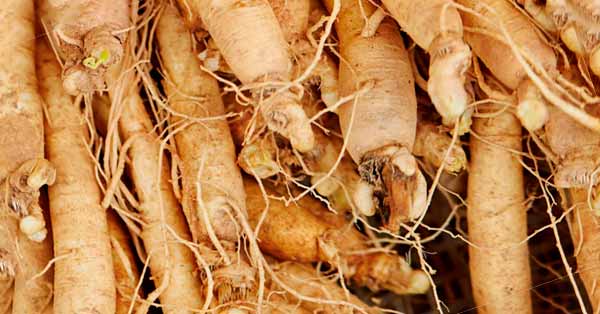 Ginseng