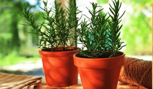 Rosemary