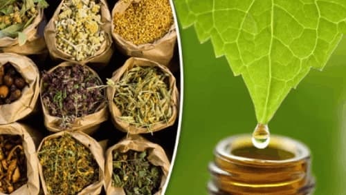 Obat Herbal Asam Urat