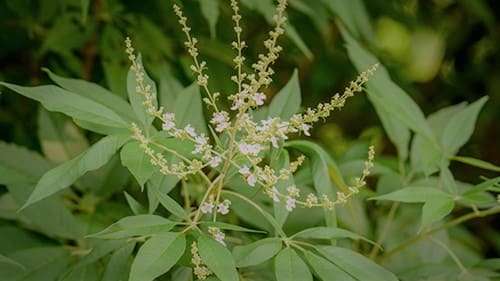 Tanaman Herbal