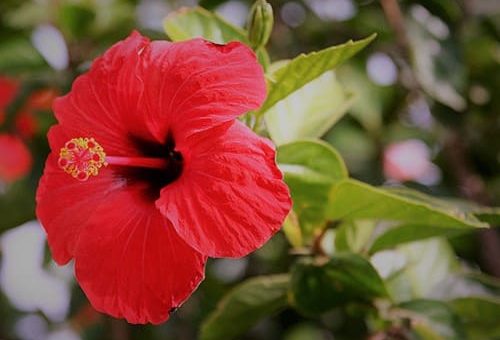 Teh Hibiscus