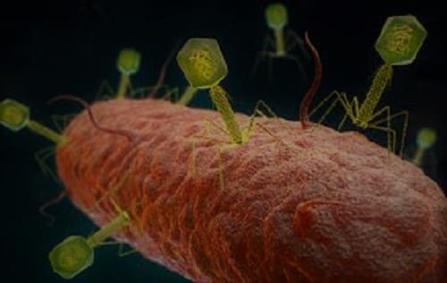 virus vs bakteri adalah 