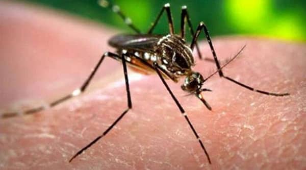 aedes aegypti