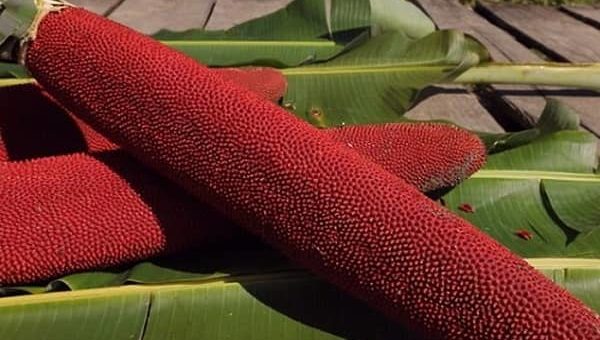 khasiat buah merah