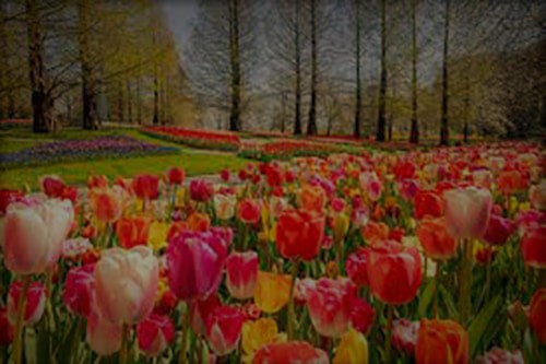 khasiat bunga tulip