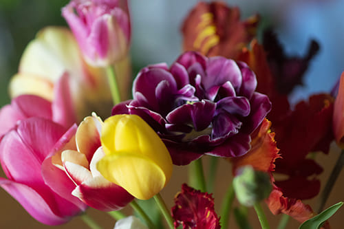 khasiat bunga tulip adalah