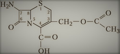 sefalosporin adalah 