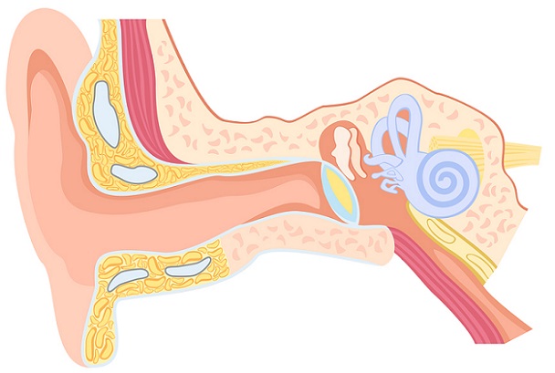struktur telinga dan fungsinya