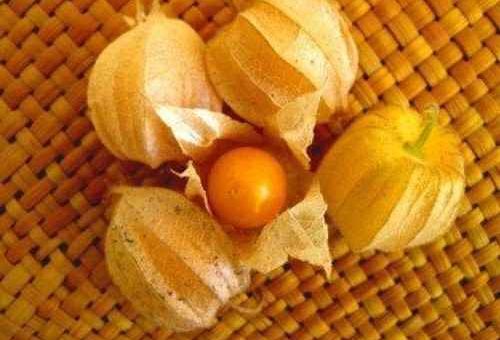 Manfaat Buah Ciplukan