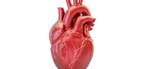 Organ Jantung Manusia