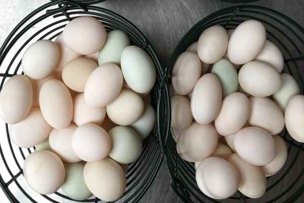 Manfaat Telur Bebek adalah 