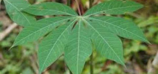 cassava leaves