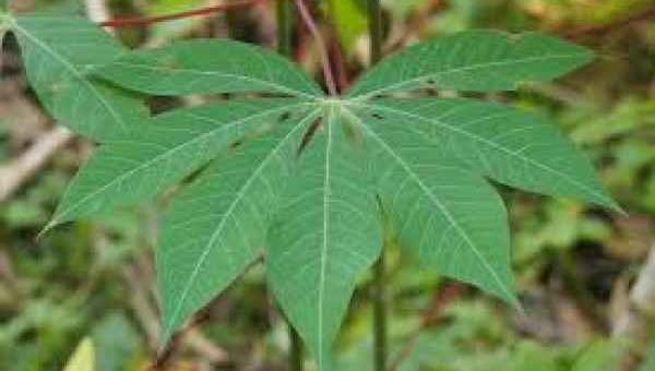 cassava leaves