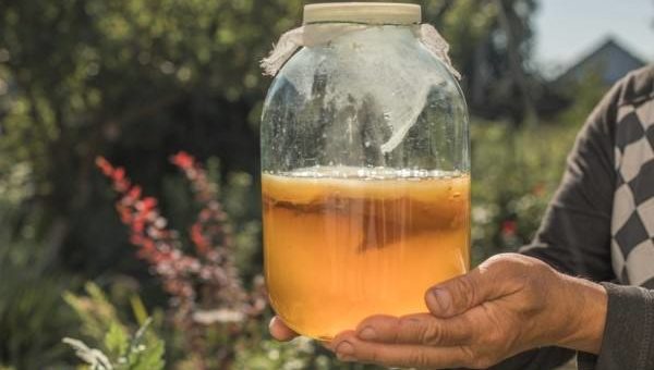 Manfaat Teh Kombucha