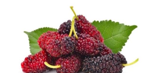 Manfaat dan Efek Samping buah Murbei
